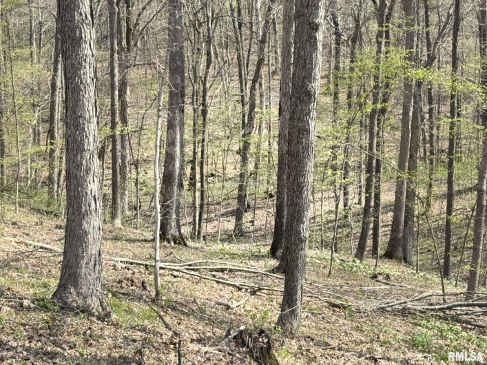 705 Webb Town Road, Tunnel Hill, Illinois 62972, 0 , 0 ,0,Land,For Sale,Webb Town,0,RMAEB457720