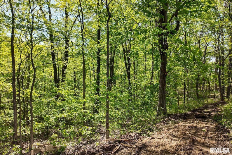 705 Webb Town Road, Tunnel Hill, Illinois 62972, 0 , 0 ,0,Land,For Sale,Webb Town,0,RMAEB457720