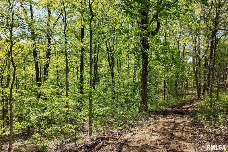 705 Webb Town Road, Tunnel Hill, Illinois 62972, 0 , 0 ,0,Land,For Sale,Webb Town,0,RMAEB457720
