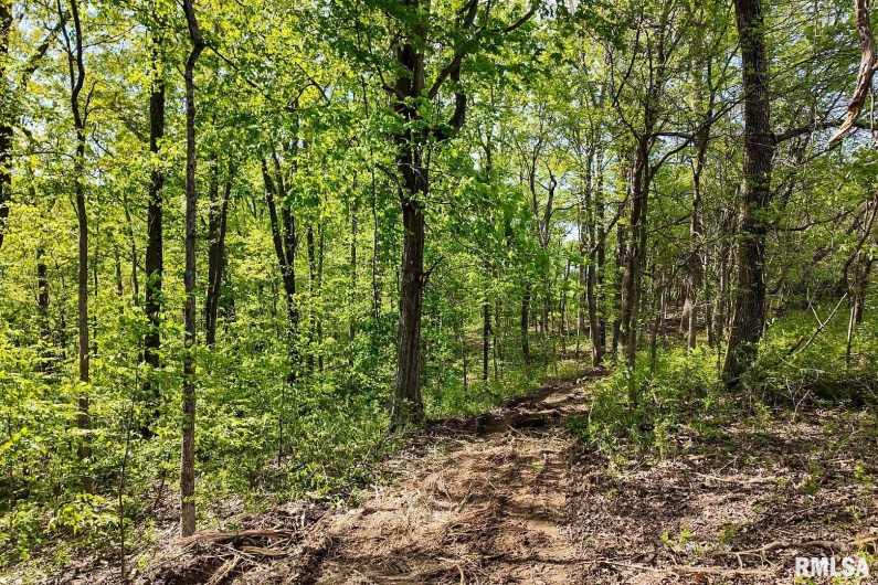 705 Webb Town Road, Tunnel Hill, Illinois 62972, 0 , 0 ,0,Land,For Sale,Webb Town,0,RMAEB457720