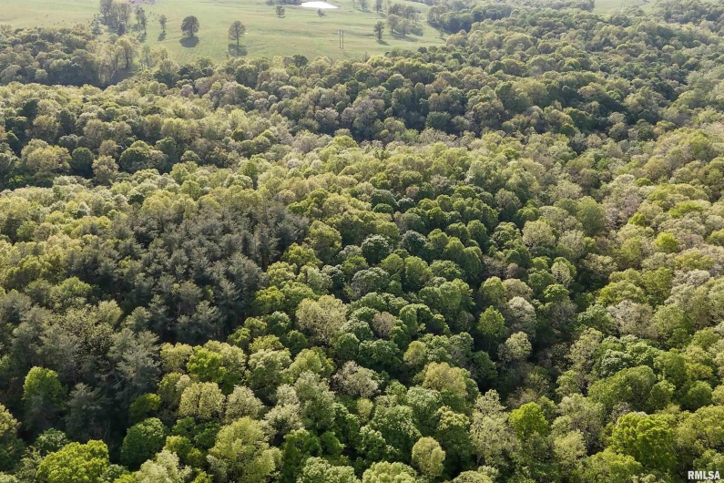 705 Webb Town Road, Tunnel Hill, Illinois 62972, 0 , 0 ,0,Land,For Sale,Webb Town,0,RMAEB457720