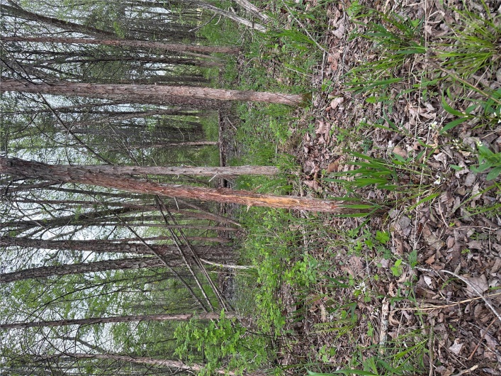0 (Tract 2) TBD Wayne Route M, Cascade, Missouri 63655, ,Farm,For Sale,(Tract 2) TBD Wayne Route M,MAR25028114