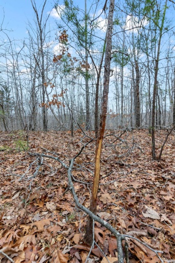 307 Hidden Valley, Annapolis, Missouri 63620, ,Farm,For Sale,Hidden Valley,MAR25028130