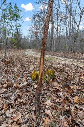 307 Hidden Valley, Annapolis, Missouri 63620, ,Farm,For Sale,Hidden Valley,MAR25028130