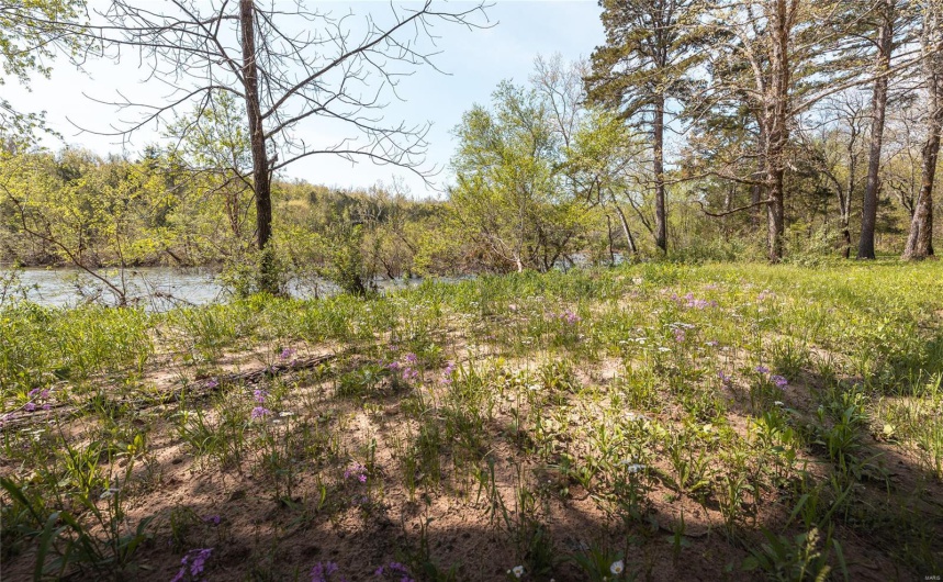 View of local wilderness