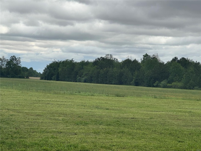 woods view
