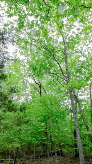 0 Mo-221, Ironton, Missouri 63650, ,Land,For Sale,Mo-221,MAR25027903