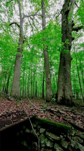 0 Mo-221, Ironton, Missouri 63650, ,Land,For Sale,Mo-221,MAR25027903