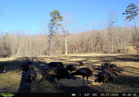 342 Wayne 342, Piedmont, Missouri 63957, ,Farm,For Sale,Wayne 342,MAR25028930