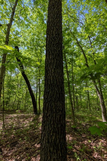0 Blackberry Hills Rd, Bloomsdale, Missouri 63627, ,Farm,For Sale,Blackberry Hills Rd,MAR25029045