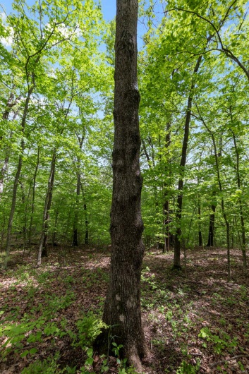 0 Blackberry Hills Rd, Bloomsdale, Missouri 63627, ,Farm,For Sale,Blackberry Hills Rd,MAR25029045