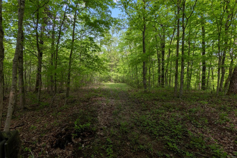 0 Blackberry Hills Rd, Bloomsdale, Missouri 63627, ,Farm,For Sale,Blackberry Hills Rd,MAR25029045