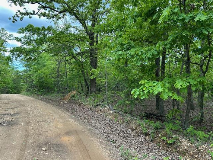 View of road featuring a forest view