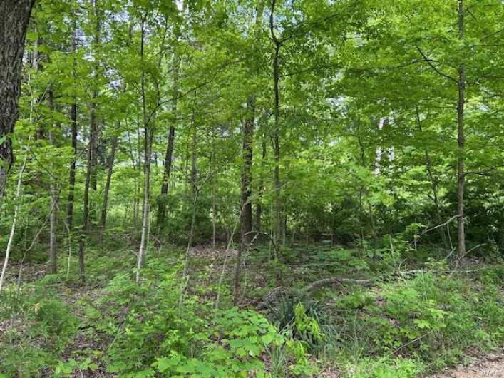 View of local wilderness featuring a forest view