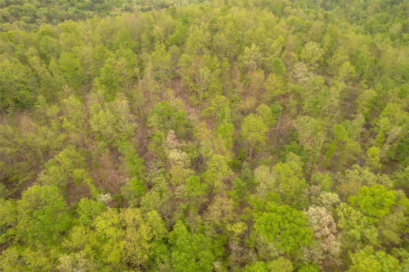 Drone / aerial view featuring a view of trees
