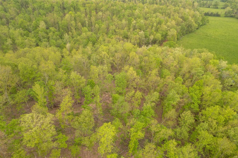 Bird's eye view featuring a view of trees