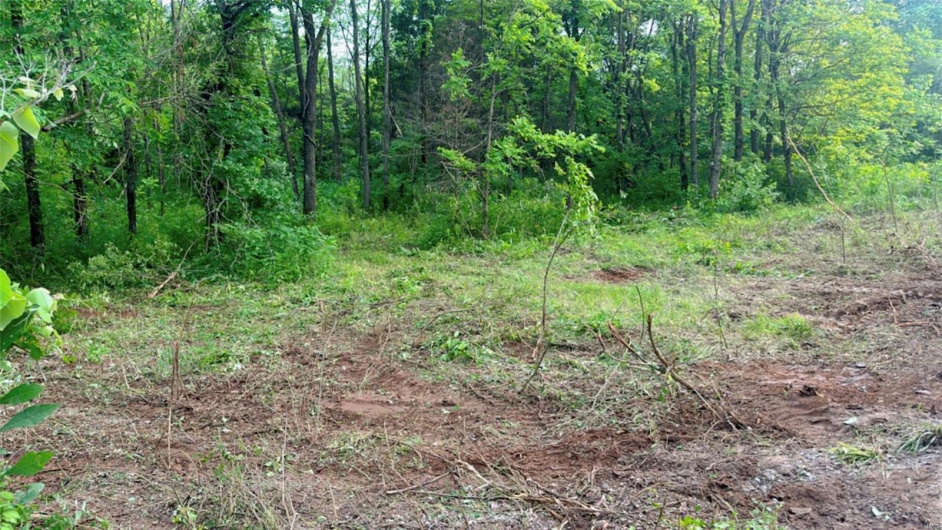 View of local wilderness