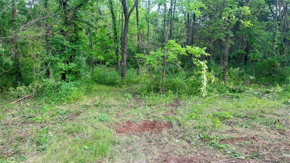 View of local wilderness with a view of trees