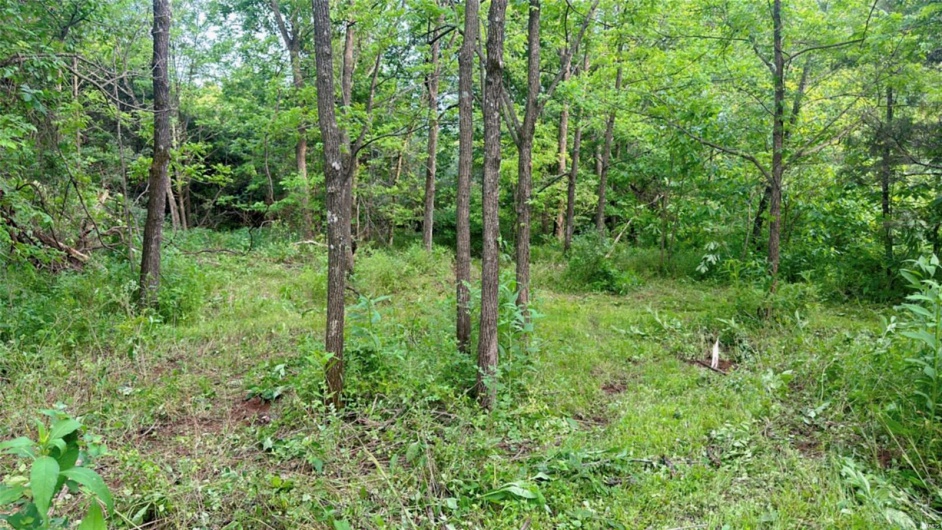View of local wilderness featuring a view of trees