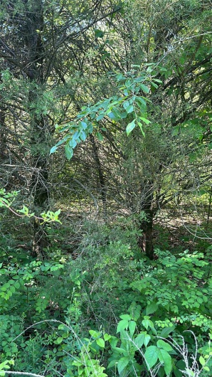 View of local wilderness