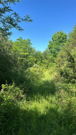 View of nature with a wooded view