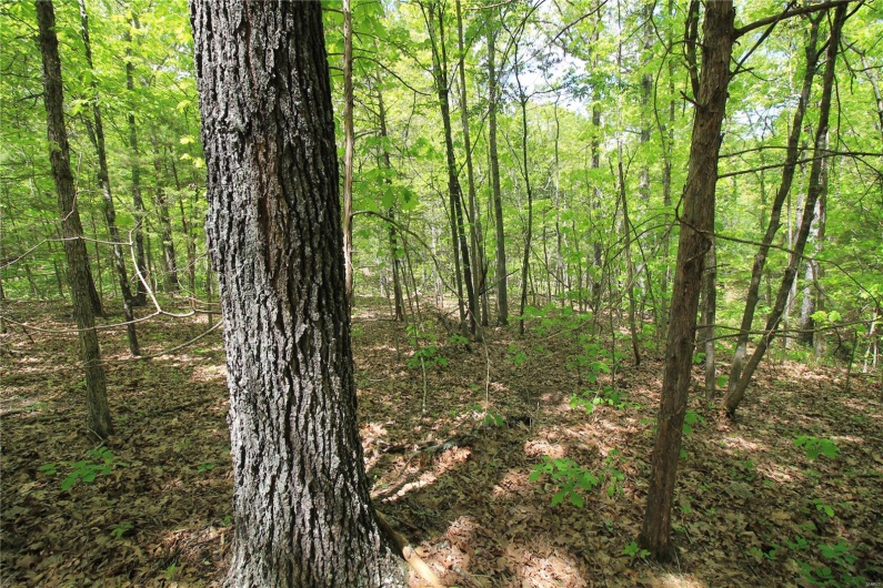0 Twin Oaks Road, Bonne Terre, Missouri 63628, ,Land,For Sale,Twin Oaks,MAR25030244