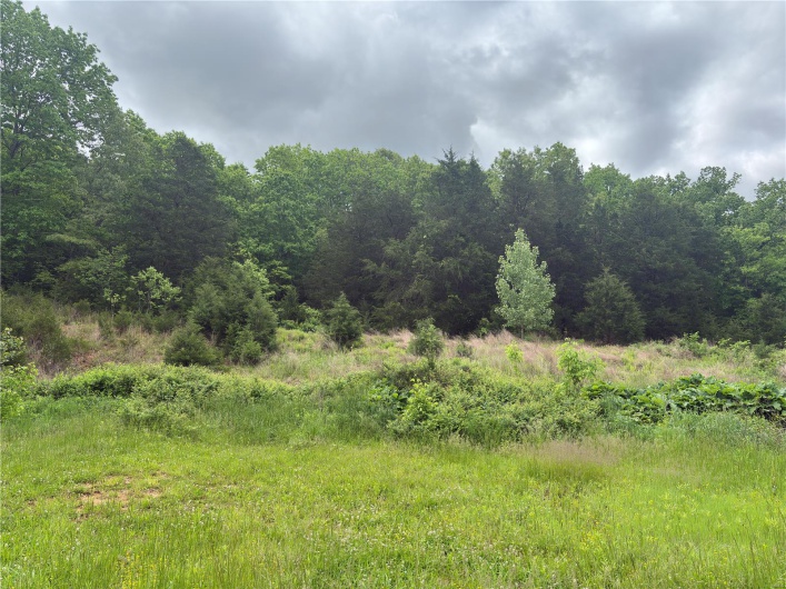 View of woods