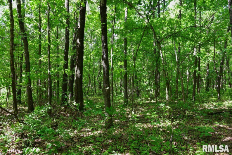 000 Robinson Hill Road, Stonefort, Illinois 62987, 0 , 0 ,0,Land,For Sale,Robinson Hill,0,RMACA1036795