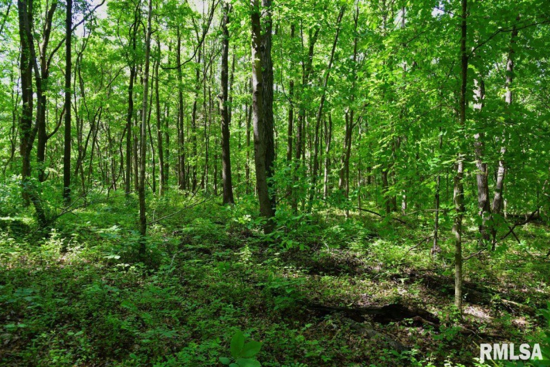 000 Robinson Hill Road, Stonefort, Illinois 62987, 0 , 0 ,0,Land,For Sale,Robinson Hill,0,RMACA1036795