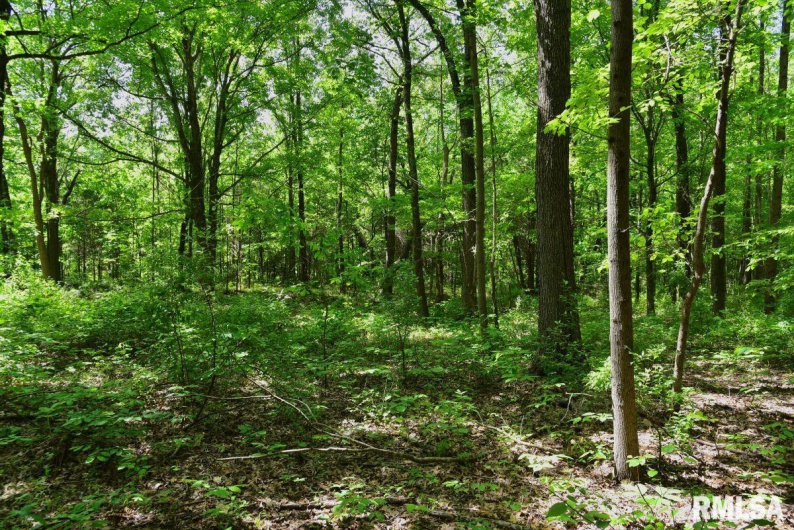 001 Robinson Hill Road, Stonefort, Illinois 62987, 0 , 0 ,0,Land,For Sale,Robinson Hill,0,RMACA1036796