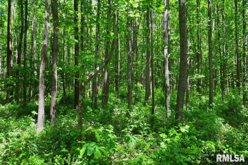 002 Robinson Hill Road, Stonefort, Illinois 62987, 0 , 0 ,0,Land,For Sale,Robinson Hill,0,RMACA1036797