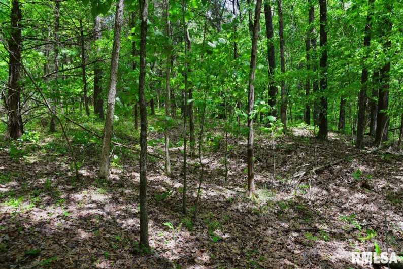 001 Battleford Road, Stonefort, Illinois 62987, 0 , 0 ,0,Land,For Sale,Battleford,0,RMACA1036799