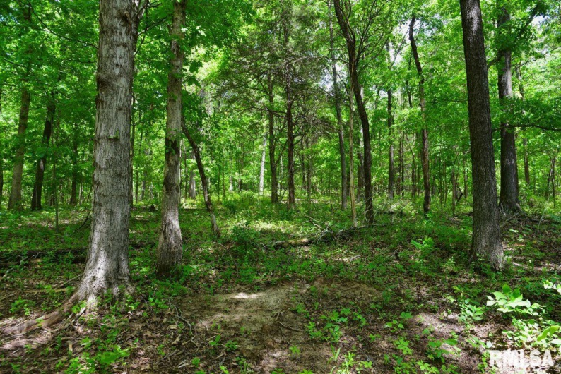 001 Battleford Road, Stonefort, Illinois 62987, 0 , 0 ,0,Land,For Sale,Battleford,0,RMACA1036799