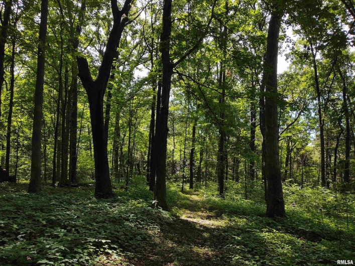 315 HOLLAND Lane, Vienna, Illinois 62995, 0 , 0 ,0,Land,For Sale,HOLLAND,0,RMAEB458335