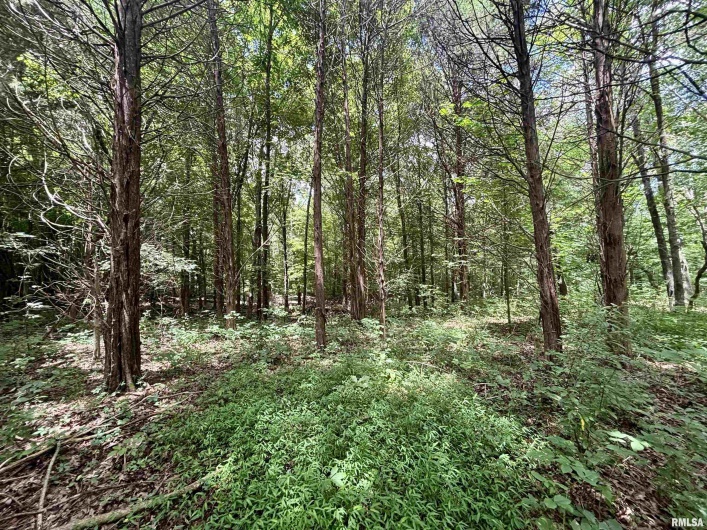 000 Birdwell Church Road, Creal Springs, Illinois 62922, 0 , 0 ,0,Land,For Sale,Birdwell Church,0,RMAEB458763