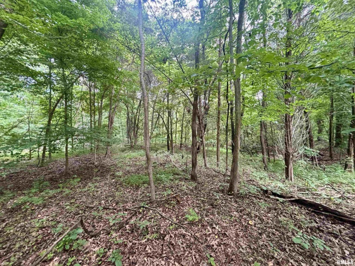 000 Birdwell Church Road, Creal Springs, Illinois 62922, 0 , 0 ,0,Land,For Sale,Birdwell Church,0,RMAEB458763