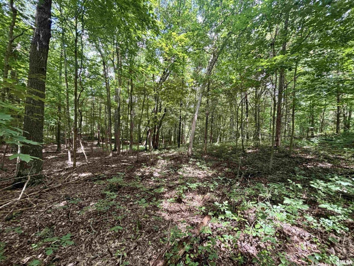 000 Birdwell Church Road, Creal Springs, Illinois 62922, 0 , 0 ,0,Land,For Sale,Birdwell Church,0,RMAEB458763