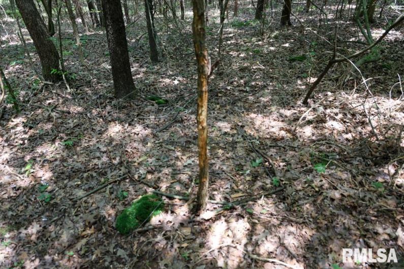 000 Martin Cave Lane, Goreville, Illinois 62939, 0 , 0 ,0,Land,For Sale,Martin Cave,0,RMAEB458802
