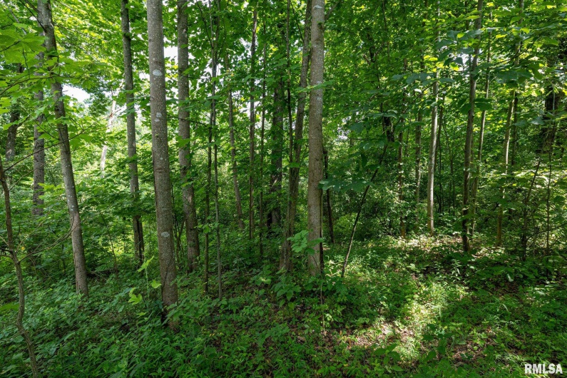 000 Parker City Road, Creal Springs, Illinois 62922, 0 , 0 ,0,Land,For Sale,Parker City,0,RMACA1037888
