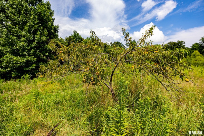 000 Parker City Road, Creal Springs, Illinois 62922, 0 , 0 ,0,Land,For Sale,Parker City,0,RMACA1037888