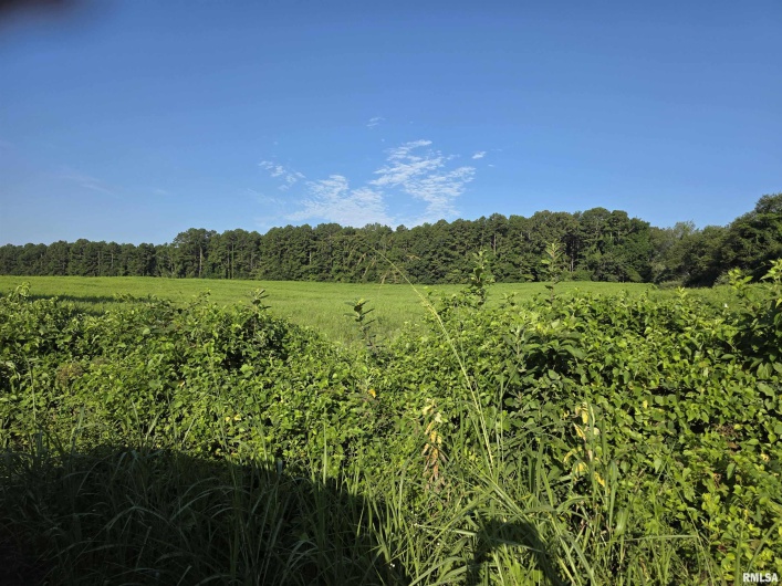 00 Catholic Church Road Road, Golconda, Illinois 62938, 0 , 0 ,0,Land,For Sale,Catholic Church Road,0,RMAQC4265552