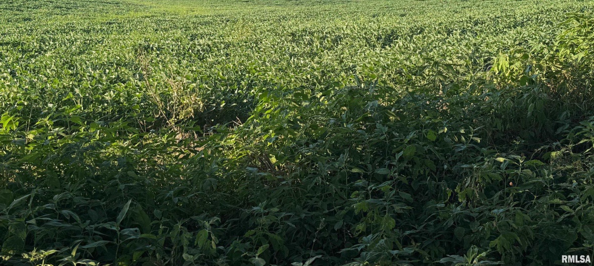 TBD Truax Traer Road, Elkville, Illinois 62932, 0 , 0 ,0,Land,For Sale,Truax Traer,0,RMAQC4266201