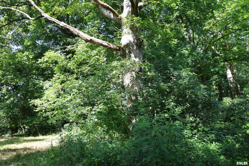 3905 Lick Creek Road, Anna, Illinois 62906, 2 Bedrooms Bedrooms, 0 ,0,Land,For Sale,Lick Creek,0,RMAEB459330