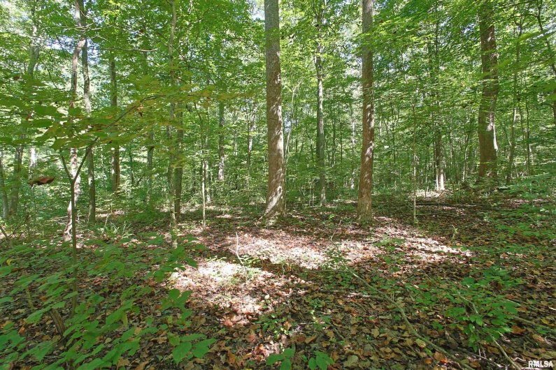 000 ANTIOCH Lane, Cobden, Illinois 62920, 0 , 0 ,0,Land,For Sale,ANTIOCH,0,RMAEB459477