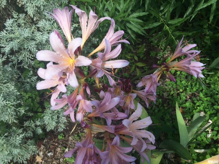 50 Hawthorn Hollow Road, Carbondale, Illinois 62903, 3 Bedrooms Bedrooms, 0 ,3 BathroomsBathrooms,Residential,For Sale,Hawthorn Hollow,0,RMAEB459959