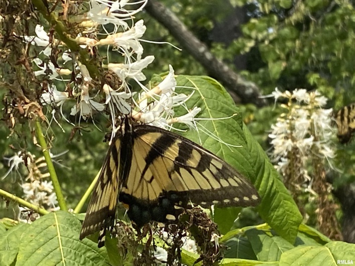 50 Hawthorn Hollow Road, Carbondale, Illinois 62903, 3 Bedrooms Bedrooms, 0 ,3 BathroomsBathrooms,Residential,For Sale,Hawthorn Hollow,0,RMAEB459959