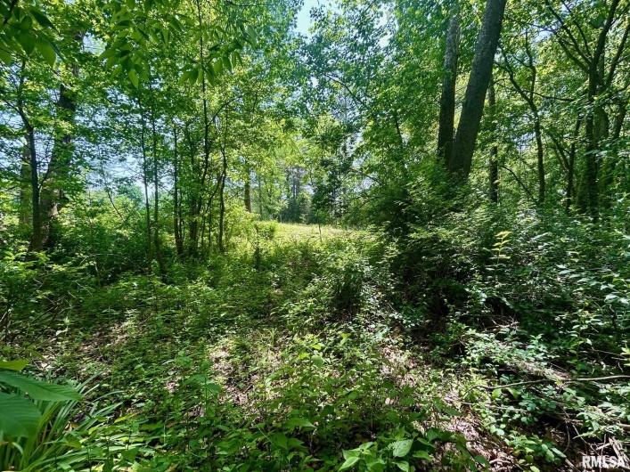 0000 Highway 51 Highway, Carbondale, Illinois 62901, 0 , 0 ,0,Land,For Sale,Highway 51,0,RMAEB457964