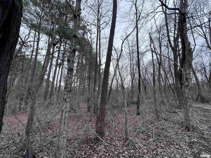 449 PINE Lane, Murphysboro, Illinois 62966, 0 , 0 ,0,Land,For Sale,PINE,0,RMAEB456710