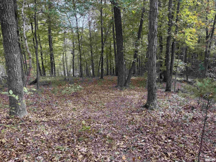 000 Clifty Lane, Goreville, Illinois 62939, 0 , 0 ,0,Land,For Sale,Clifty,0,RMAEB460233