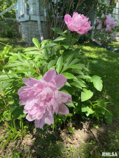 506 20TH Street, Murphysboro, Illinois 62966, 3 Bedrooms Bedrooms, 0 ,1 BathroomBathrooms,Residential,For Sale,20TH,0,RMAEB460292